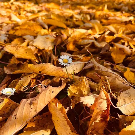 Ferienhaus U Franze Malá Morava